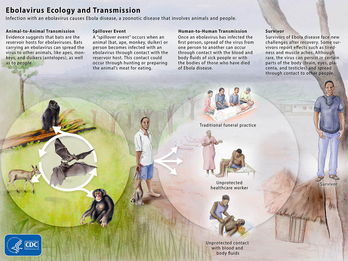 Ebola virus ecology and transmission graphic